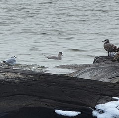 Larus glaucoides