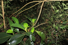 Peperomia adscendens