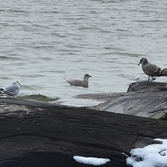 Larus glaucoides