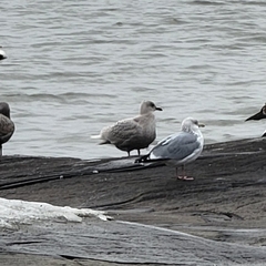 Larus glaucoides
