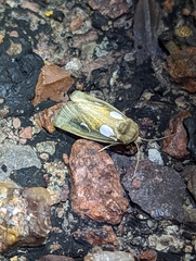 Plagiomimicus olvello