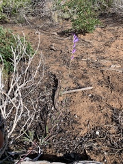 Penstemon navajoa