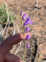 Penstemon navajoa