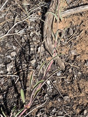 Penstemon navajoa