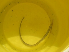 Syngnathidae