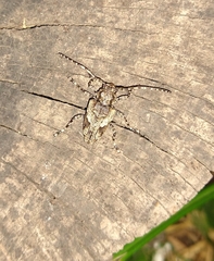Aegomorphus jaspideus
