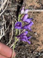 Penstemon navajoa