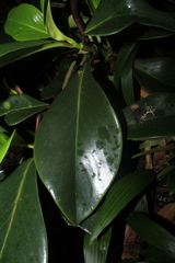 Peperomia adscendens
