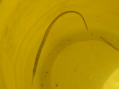 Syngnathidae