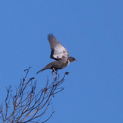 Turdus torquatus
