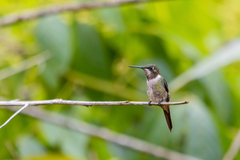 Calliphlox amethystina