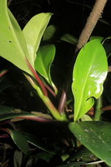 Peperomia adscendens