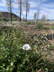 Calochortus gunnisonii