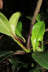 Peperomia adscendens