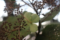 Hydrangea aspera