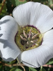 Calochortus gunnisonii