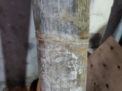 Dendrocalamus