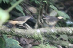 Myiothlypis fulvicauda