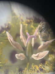 Calochortus gunnisonii