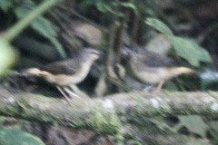 Myiothlypis fulvicauda
