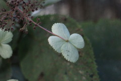 Hydrangea aspera