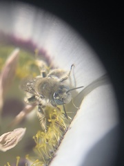 Calochortus gunnisonii