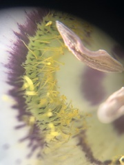 Calochortus gunnisonii