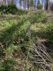 Penstemon navajoa