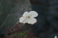 Hydrangea aspera