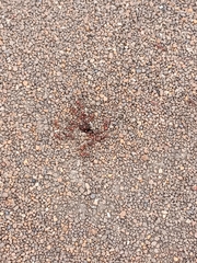 Pogonomyrmex barbatus
