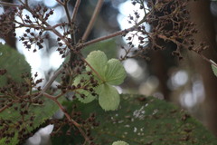 Hydrangea aspera