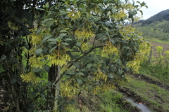 Palicourea lineariflora