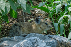Ochotona princeps uinta