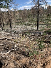 Chaenactis douglasii