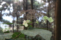 Hydrangea aspera