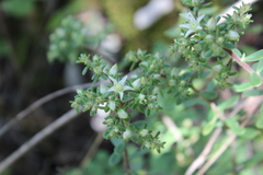 Sedum quevae
