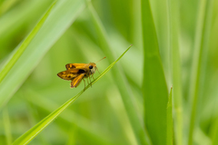 Polites vibex catilina