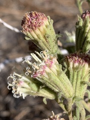 Chaenactis douglasii