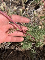 Chaenactis douglasii