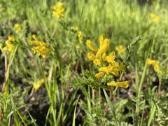 Corydalis aurea
