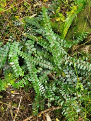 Pellaea rotundifolia