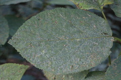Hydrangea aspera