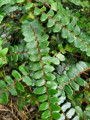 Pellaea rotundifolia