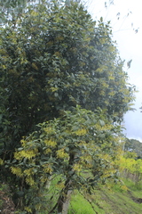 Palicourea lineariflora