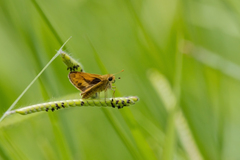 Polites vibex catilina