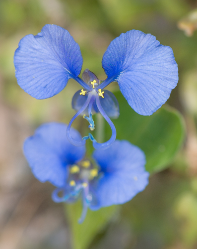 Commelina