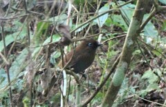 Pterorhinus poecilorhynchus