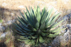 Agave convallis