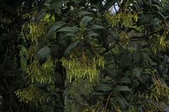 Palicourea lineariflora