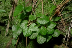 Pterostylis trullifolia